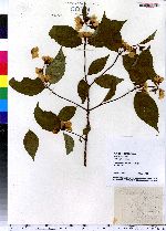 Philadelphus inodorus image