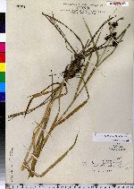 Scirpus atrovirens image