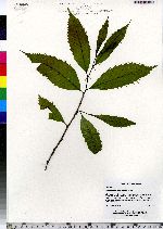 Castanea dentata image