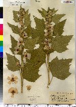 Althaea officinalis image