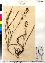 Zigadenus elegans ssp. glaucus image