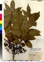 Fraxinus americana image