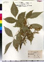 Fraxinus americana image