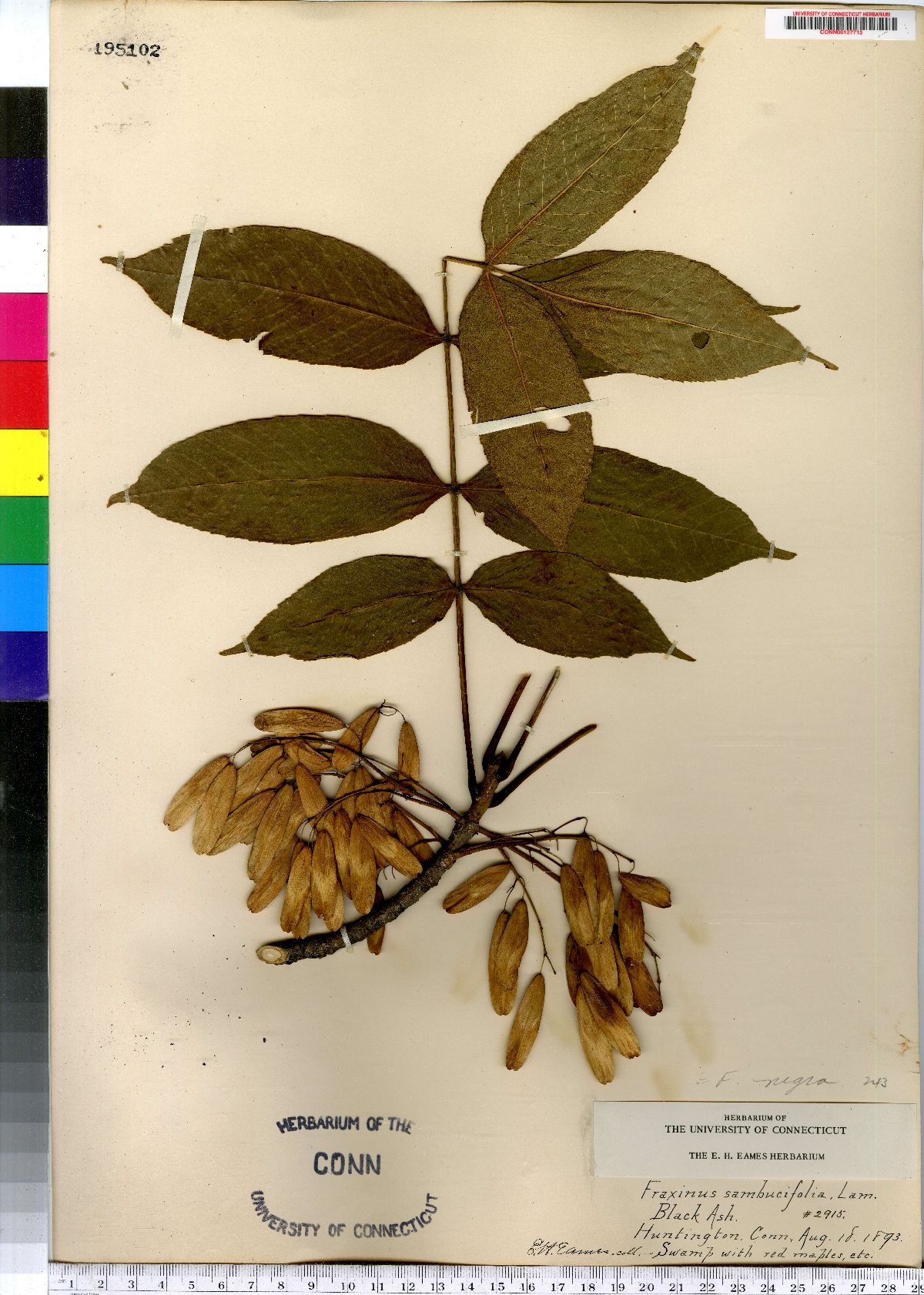 Fraxinus sambucifolia image