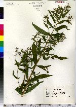 Epilobium coloratum image