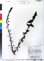 Verbascum blattaria image