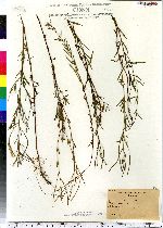 Epilobium strictum image