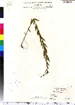 Epilobium strictum image