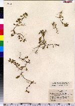 Ludwigia palustris image