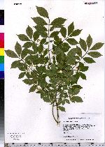 Euonymus alatus image