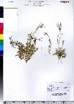 Cardamine hirsuta image