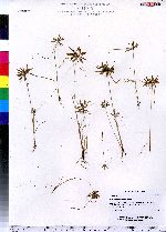 Cyperus polystachyos image