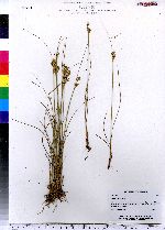 Juncus tenuis image