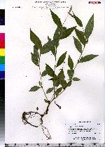 Polygonum cespitosum image