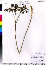 Caulophyllum thalictroides image