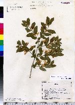 Lonicera canadensis image