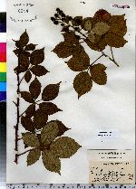 Rubus frondosus image