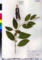 Phytolacca americana image