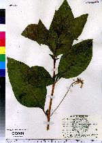 Phytolacca americana image