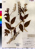 Phytolacca americana image