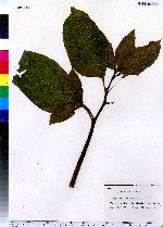 Phytolacca americana image