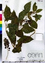 Phytolacca americana image