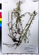 Centaurea stoebe ssp. micranthos image