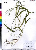 Digitaria sanguinalis image