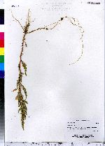 Chenopodium botrys image