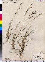 Agrostis capillaris image