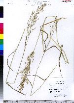 Agrostis stolonifera image