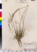 Agrostis scabra image