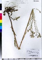 Crepis capillaris image