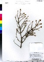 Picea mariana image