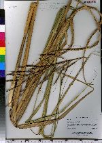 Spartina cynosuroides image