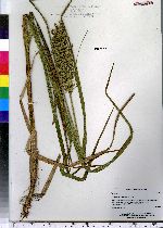 Glyceria obtusa image