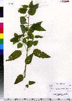 Scutellaria lateriflora image