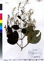 Collinsonia canadensis image