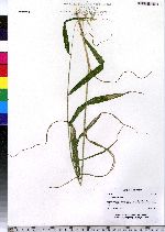 Elymus hystrix var. hystrix image