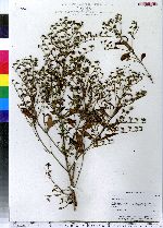 Trichostema dichotomum image