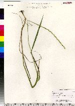 Elymus repens image