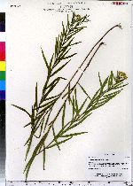 Euthamia graminifolia image