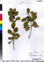 Frangula alnus image