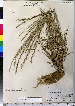 Lolium perenne ssp. multiflorum image