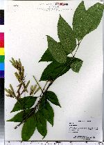 Fraxinus americana image