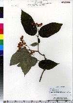 Viburnum setigerum image