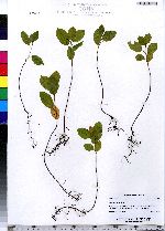 Frangula alnus image