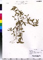 Polygonum fowleri image