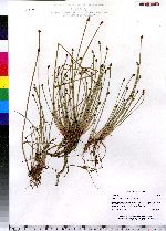 Eleocharis obtusa image