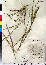 Panicum dichotomiflorum image